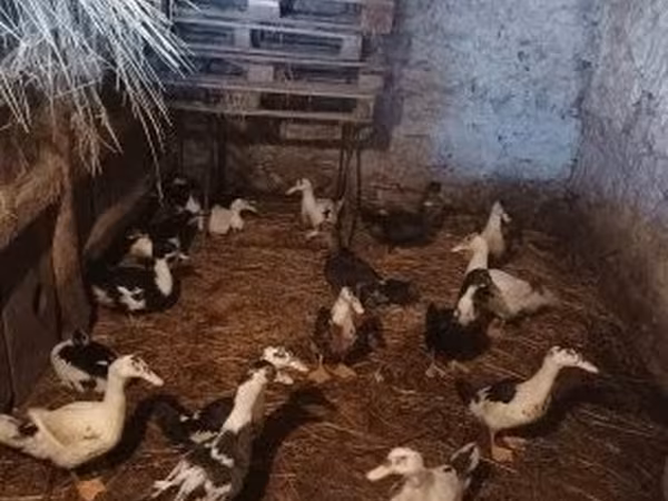 Ducks — Węgry