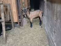 Bode, Alpine goat — foto 7