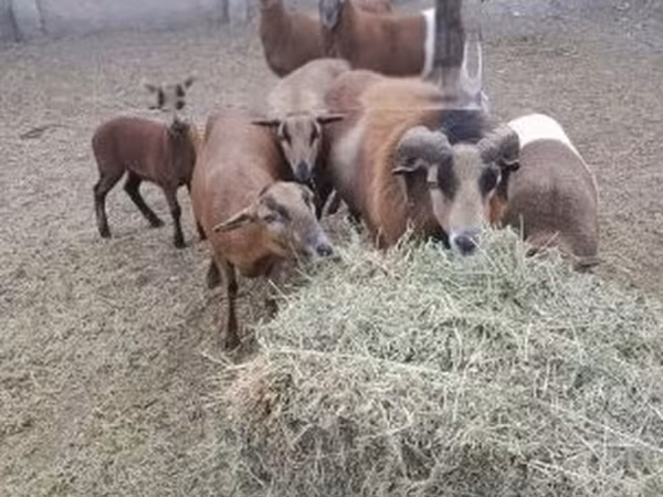 मेढ़ा, Cameroon sheep