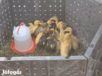 Ducks — الصورة 2