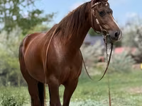 Kobila, Quarter Horse — fotografija 1