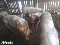 母猪, Крупная белая — 照片 3