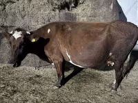 Krava, Russian Black pied cattle — fotografija 2