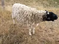 雄羊, Dorper sheep — 写真 3