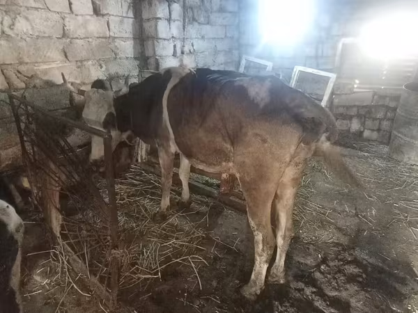 Cow, Simmental cattle