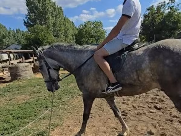 حصان, Lipizzaner