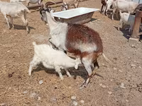 Jarac, Saanen goat — fotografija 7