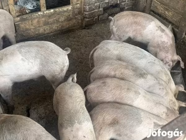 Свиньи (партия, пол не указан), Свиньи