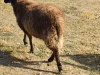 Widder, Tsigai sheep — Foto 5