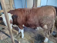 Cow, Montbéliarde — photo 2