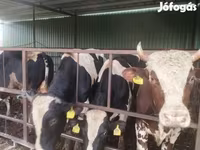 Taureau, Race Holstein — photo 1