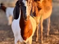 Echki, Boer goat — 5-rasm