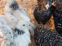 Chickens — zdjęcie 2