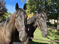 Cavalo, Nonius horse — foto 1