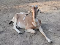 Cabra, Nubian Goat — foto 2