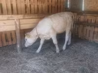 गाय, Charolais cattle — फ़ोटो 2
