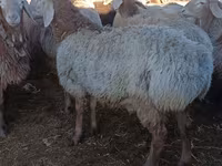 Қошқар, Arashan sheep — 1-сурет