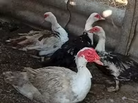 Ducks — fotografija 2