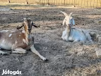 Koza, Nubian Goat — fotografija 5