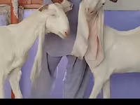 Koza, Gulabi goats — fotografija 2