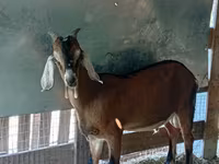 Bode, Cabras — foto 5