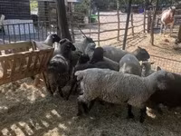 Schaf, White Suffolk sheep — Foto 8