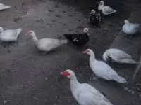 Ducks — 照片 4