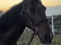 母马, Nonius horse — 照片 4