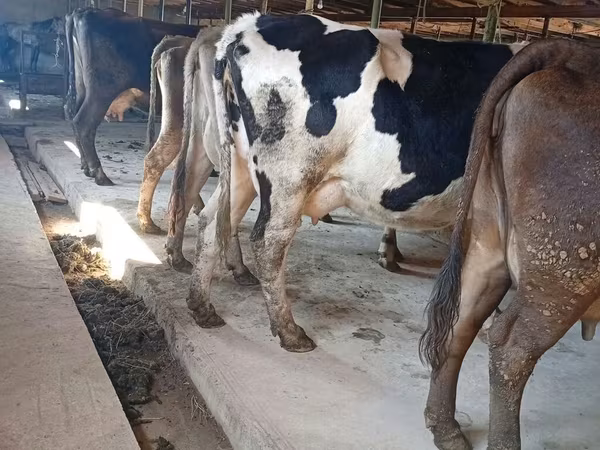 Krowa, Swiss cattle