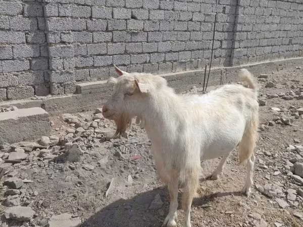 Kozioł, Saanen goat