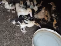 Nemački pekin — fotografija 2