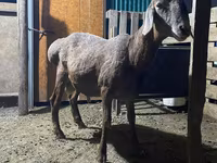 Қошқар, Rhon sheep — 3-сурет