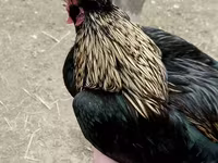 Japanski bantam — fotografija 2