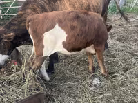Bik, Simmental cattle — fotografija 5
