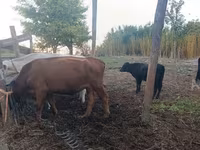 Krowa, Aberdeńsko-anguska — zdjęcie 7