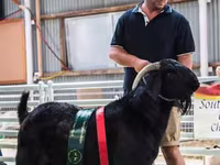 Koza, Boer goat — zdjęcie 1