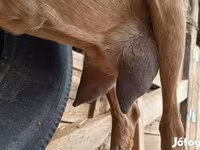 Cabra, Alpine goat — foto 1