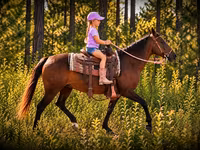 Kobila, Quarter Horse — fotografija 4