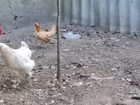 Chickens — 照片 3