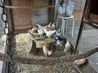 Holländisches Bantam — Foto 1