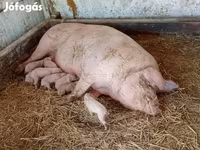 母猪, Крупная белая — 照片 5