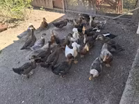 Ducks — zdjęcie 3