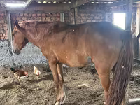 Kobila, Kazakh horse — fotografija 2