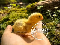 Quails — zdjęcie 2