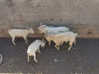 Kozioł, Kozy — zdjęcie 5