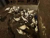 Ducks — 写真 1
