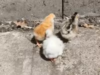 Chickens — 照片 2