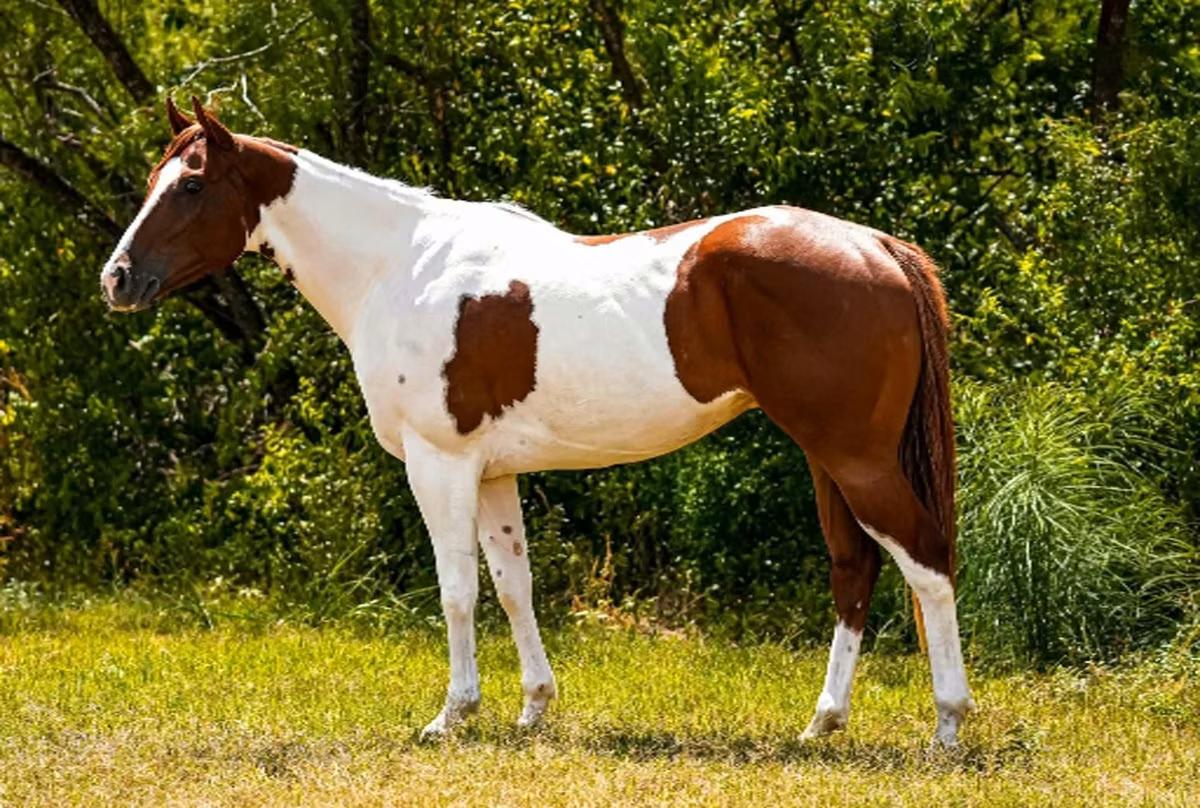 Horse (M), American paint horse