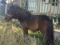 Kobila, Shetland Pony — fotografija 1