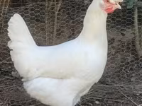 Chickens — Foto 2